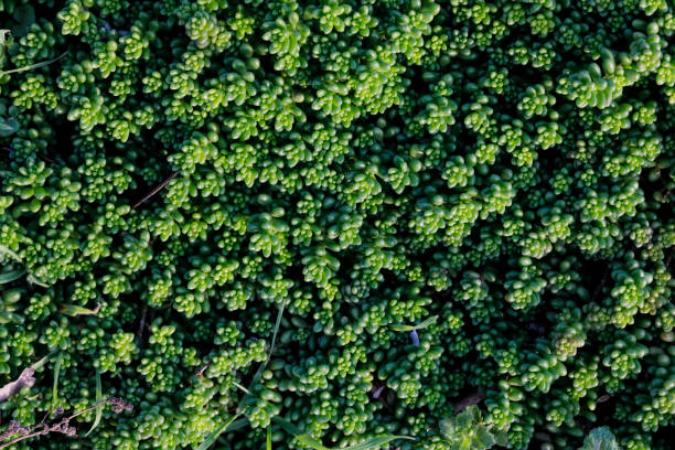 Where there is stone or rock, there is where Sedum plants find a way to grow and flourish. Given encouragement, they can give complete ground cover, as here.