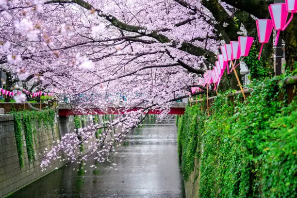 Photo of Cherry blossom rows along the Meguro river in Tokyo, Japan
