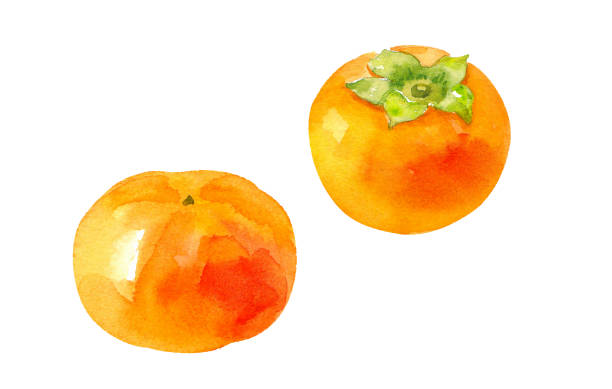 хурма фруктов акварель иллюстрация след вектор - persimmon stock illustrations