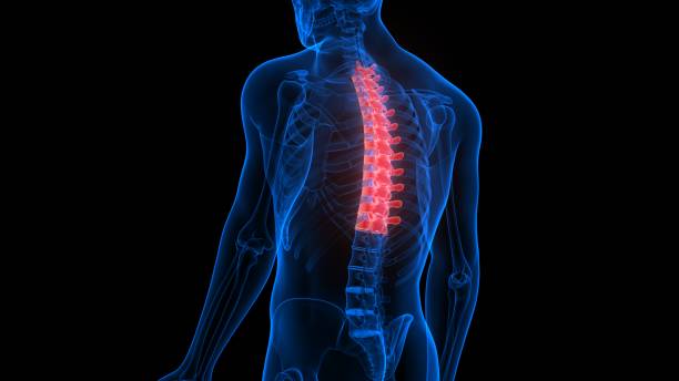 istock Vertebral Column Thoracic Vertebrae of Human Skeleton Anatomy X-ray 3D rendering 1205291399