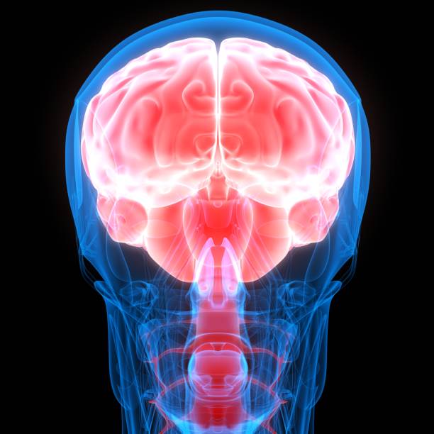 istock Human Internal Organ Brain with Nervous System Anatomy X-ray 3D rendering 1205291734