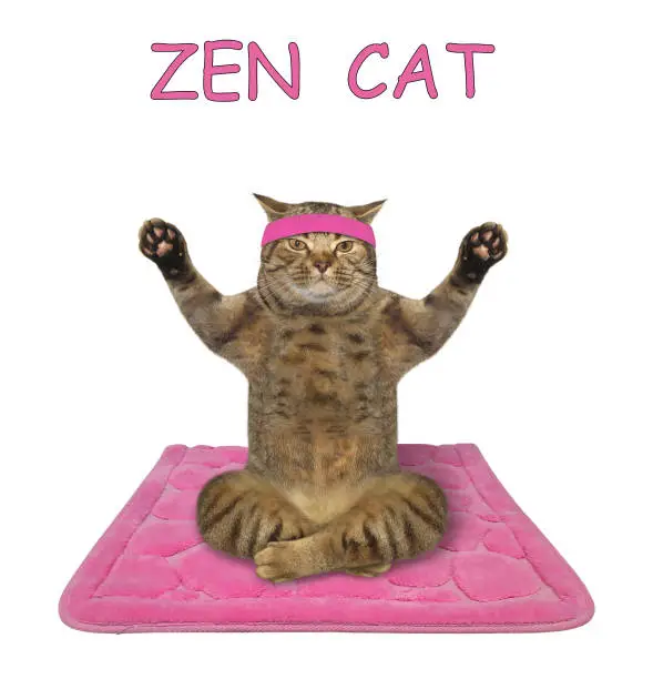 Photo of Cat doing yoga practice 4