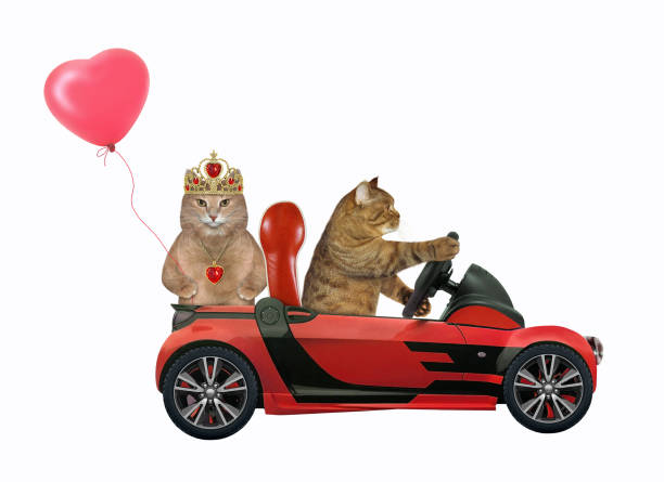 istock Cats in love in red car 1205291920