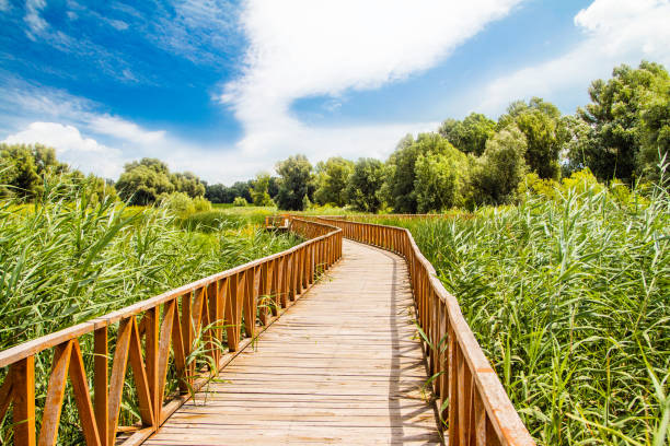 istock Nature park Kopacki Rit, Croatia 1205293935