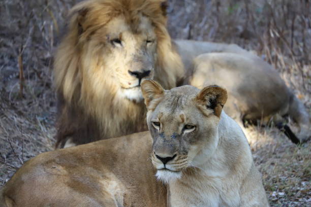 istock Lion and lioness resting in the grass 1205294001