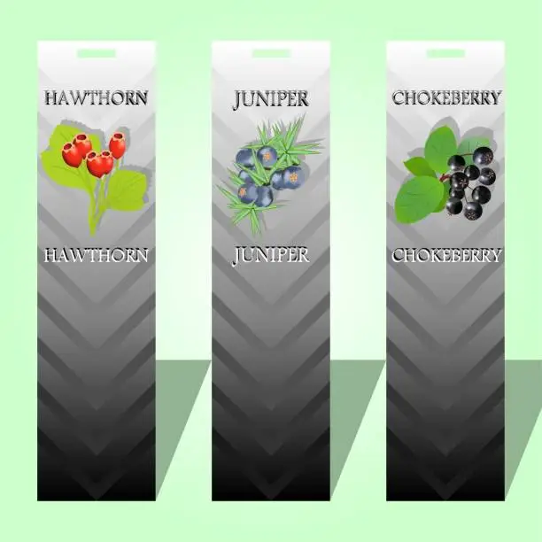 Vector illustration of Three long labels with seasoning berries