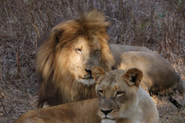 istock Lion and lioness resting in the grass 1205294155