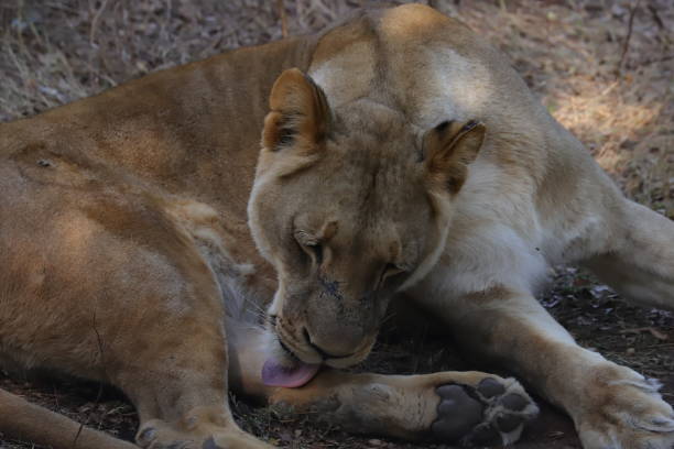 lambendo leoa na grama - herbivorous close up rear end animal head - fotografias e filmes do acervo