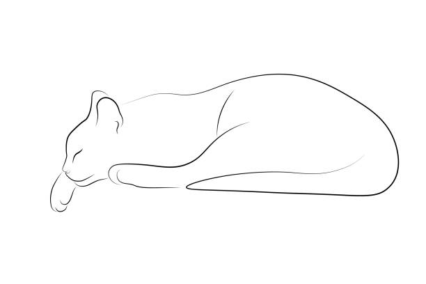 Cat sleeping Cat sleeping simple linear design. Black thin line sketch isolated on white background. Vector illustration simple cat line art stock illustrations
