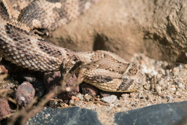 istock Close up of a Piff Adder 1205294529