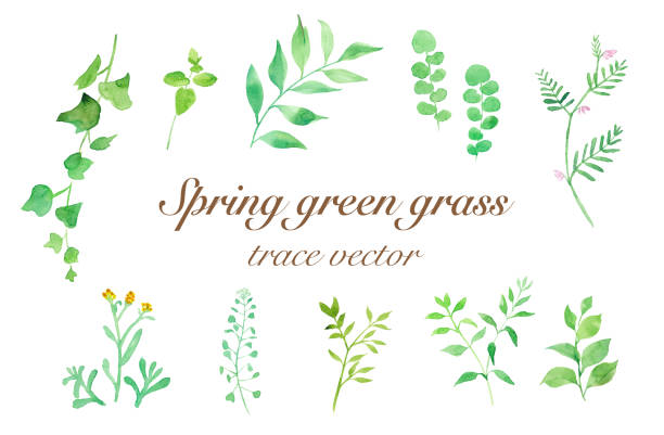 様々な春の野生の花、緑の葉、水彩画のトレースベクトル - 草原点のイラスト素材／クリップアート素材／マンガ素材／アイコン素材