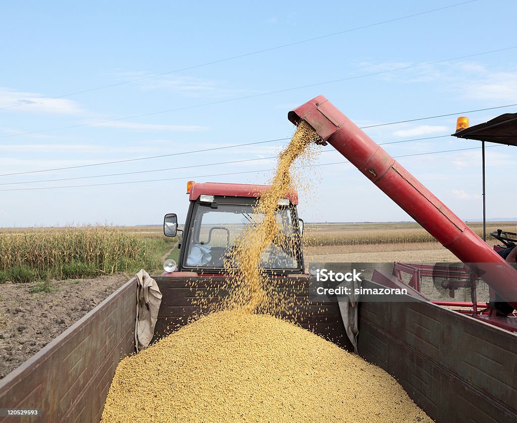 Recolección de soja - Foto de stock de Agricultura libre de derechos