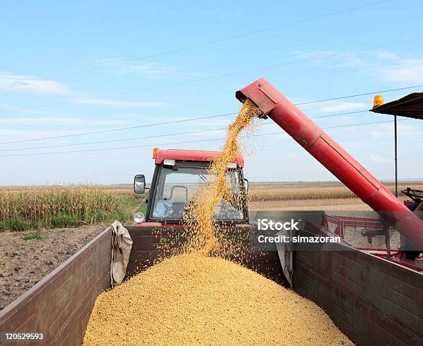 Recolección De Soja Foto de stock y más banco de imágenes de Agricultura - Agricultura, Aire libre, Ajardinado