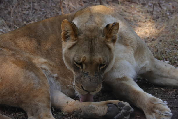 lambendo leoa na grama - herbivorous close up rear end animal head - fotografias e filmes do acervo