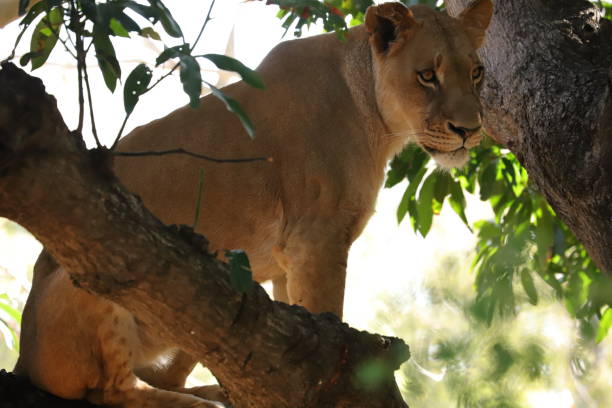 istock Lioness resting in the tree 1205296634