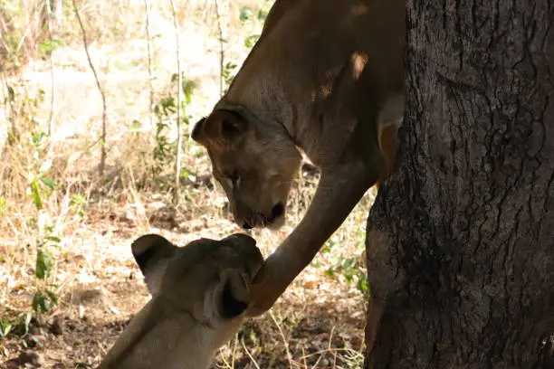 Photo of Face to Face Greeting Lions