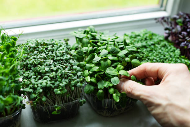 jardín de la cocina - microverdes que crecen en el alféizar de la ventana - alféizar de la ventana fotografías e imágenes de stock
