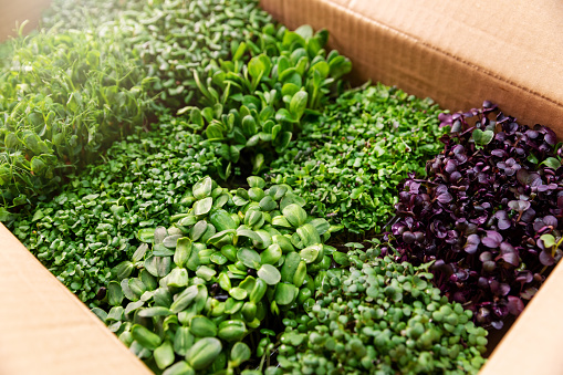 variety of fresh organic microgreens in cardboard box