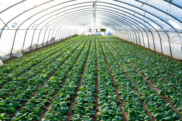 White Bok Choi field greenhouse at Mediterranean area