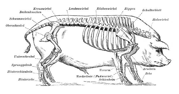 286 Pig Skeleton Stock Photos, Pictures & Royalty-Free Images - iStock | Animal  skeleton