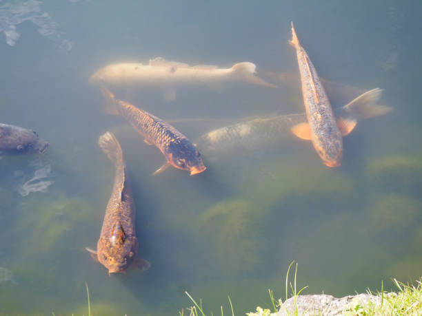 istock Japanese koi carps 1205300193