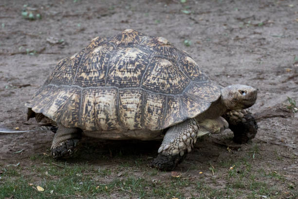 istock Adult leopard tortoise on the sand 1205300922