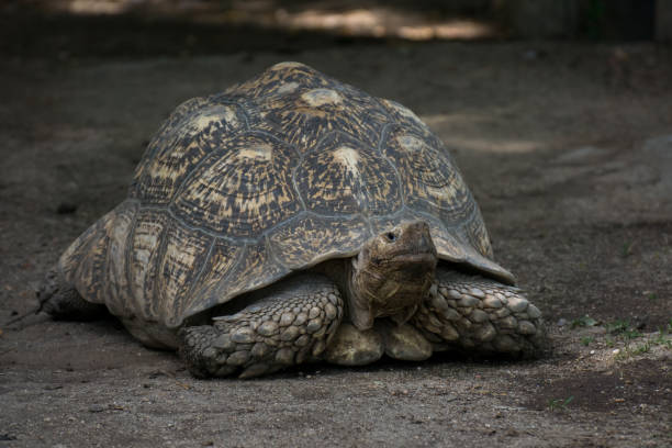 istock Adult leopard tortoise on the sand 1205300941
