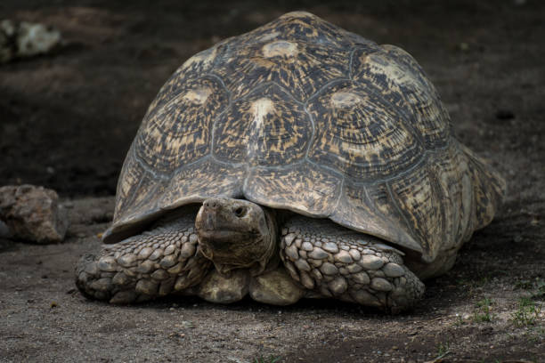 istock Adult leopard tortoise on the sand 1205300968
