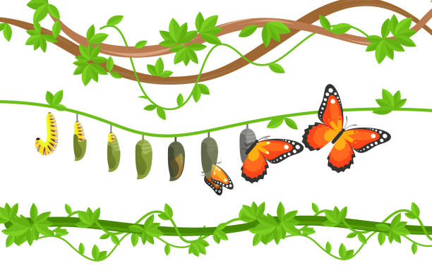 Butterfly life cycle colorful flat vector illustration Butterfly life cycle colorful flat vector illustration. Caterpillar, cocoon and butterfly metamorphosis, transformation, change. Egg, larva, pupa and adult transition. Insects on tree leaves cartoon of a butterfly graphics free stock illustrations