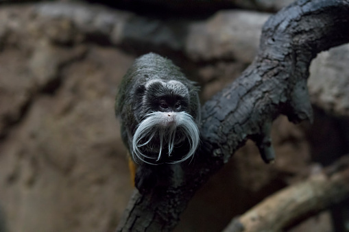 Emperor Tamarin with white moustage