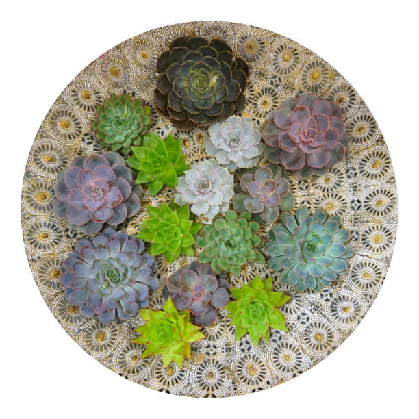 istock Rectangular arrangement of succulents; cactus succulents in vertical garden 1205302503