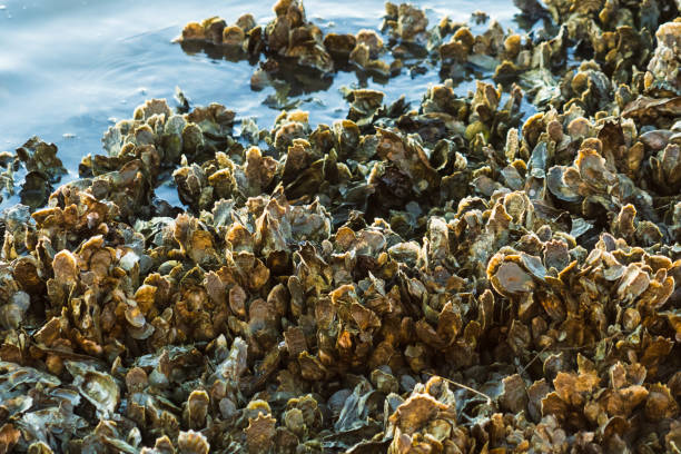 Closeup of oyster clusters at low tide in Charleston, SC, United States