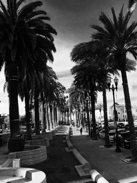 istock palm trees California living life 1205303248