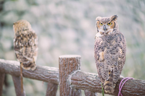 Eurasian eagle owl in tokyo japan with sakura background