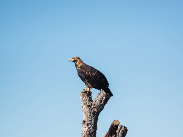 a beautiful falconry imperial eagle during an exhibition in cádiz - portrait red tailed hawk hawk eagle imagens e fotografias de stock