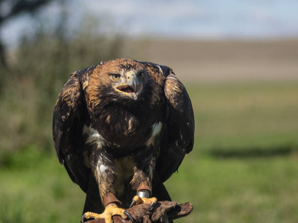 a beautiful falconry imperial eagle during an exhibition in cádiz - portrait red tailed hawk hawk eagle imagens e fotografias de stock