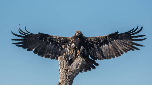 a beautiful falconry imperial eagle during an exhibition in cádiz - portrait red tailed hawk hawk eagle imagens e fotografias de stock