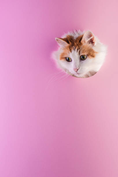 istock Cat muzzle peeps out through a hole in paper pink background. Template for design. 1205304438