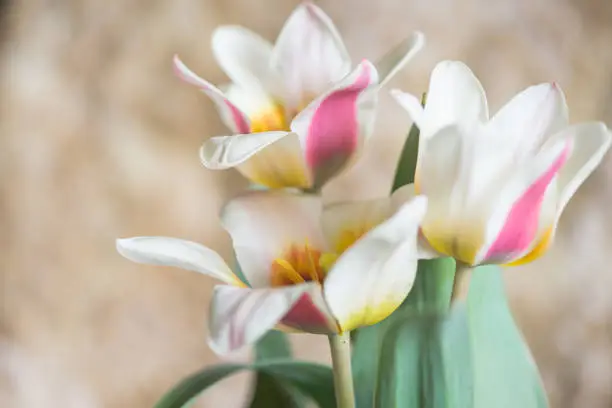 Three Pink And White Tulips Close Up in Golden, CO, United States
