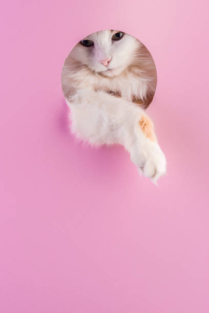 istock Cat muzzle peeps out through a hole in paper pink background. Template for design. 1205304591