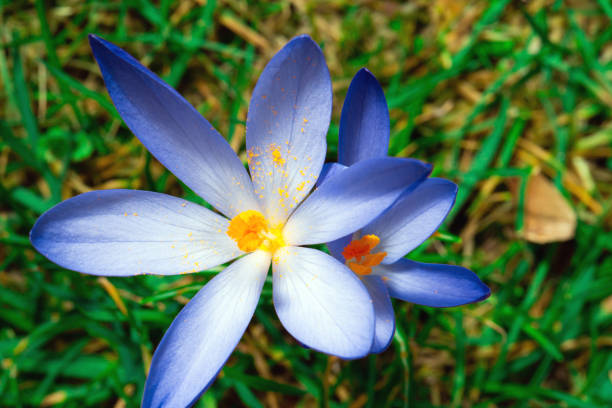 istock Gently blue crocuses. Crocus bush. Macro. Spring flowers colorful nature background 1205304631