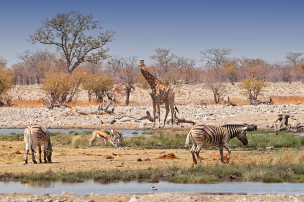 istock Zebras and giraffes in Etosha National Parks, Namibia. 1205305322