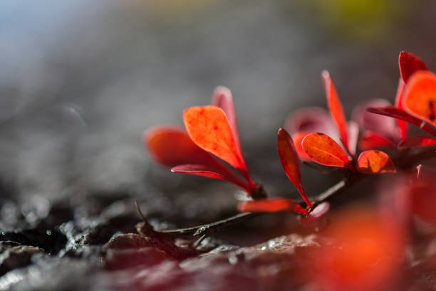 Macro shot of Bright red autumn leaves in Larvik, Vestfold Og Telemark, Norway