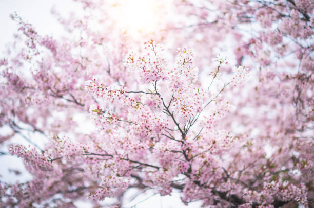 caminho a pé a bela árvore sakura ou túnel de cerejeira em tóquio, japão - blossom cherry blossom tree white - fotografias e filmes do acervo