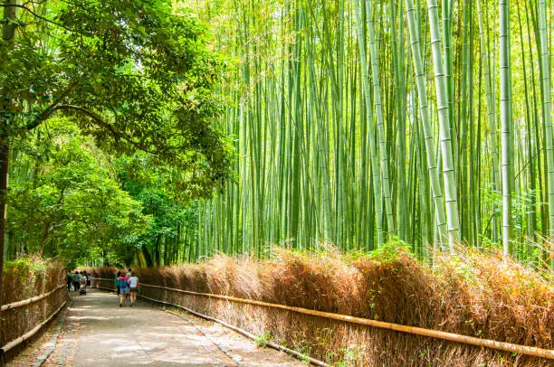 Photo of Path to bamboo forest, Arashiyama, Kyoto, Japan.