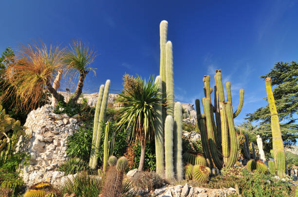 jardin exotique de cactus au sommet du village médiéval de colline d’eze, france. - france european alps provence alpes cote dazur mountain photos et images de collection