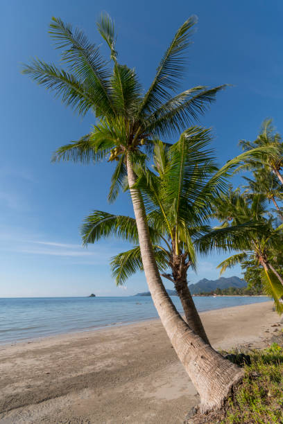 istock Beachside with coconut tree, Koh Chang, Thailand. 1205306543