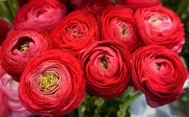 Red ranunculus flowers (Asiaticus) buttercup family bridal flowers