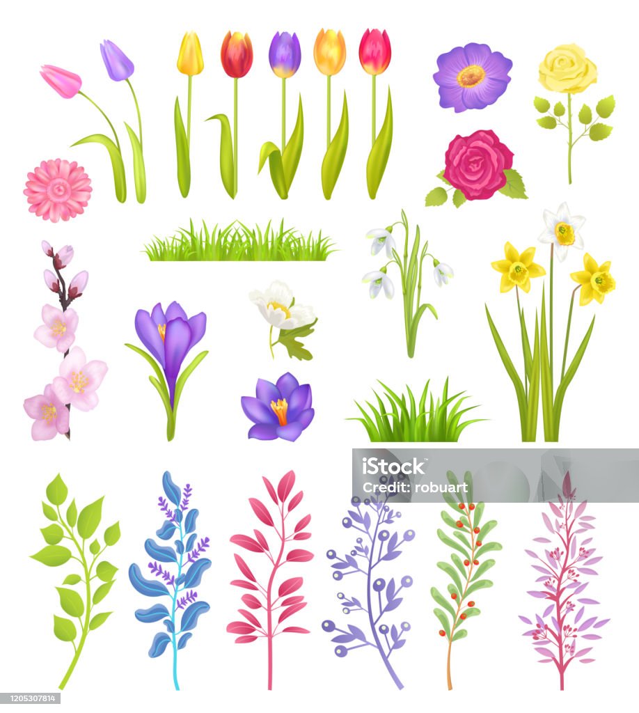 Hoa Tulip Và Hoa Hồng Hoa Nhài Và Cây Snowdrop Hình minh họa Sẵn ...