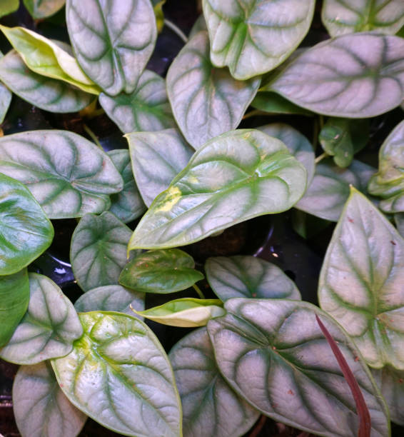 istock alocasia silver dragon houseplant top view from above 1205308050